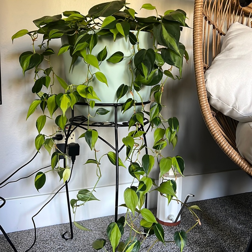 4 Philodendron Brazil Cuttings